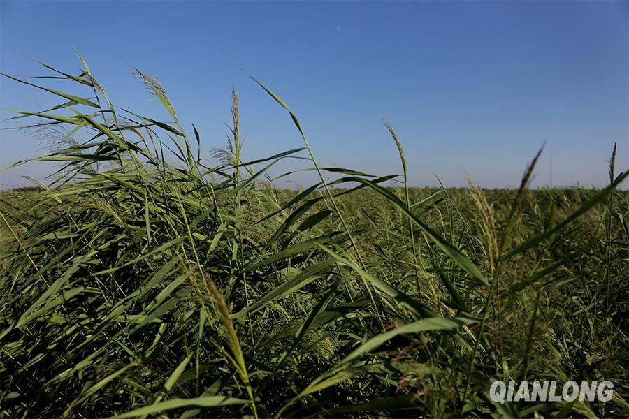 曹妃甸湿地迷宫依托湿地资源开发建设