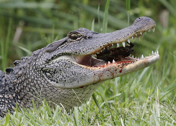美饥饿短吻鳄吞食乌龟和蛇 场面血腥