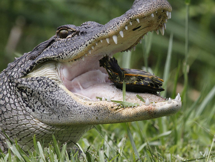 美饥饿短吻鳄吞食乌龟和蛇 场面血腥