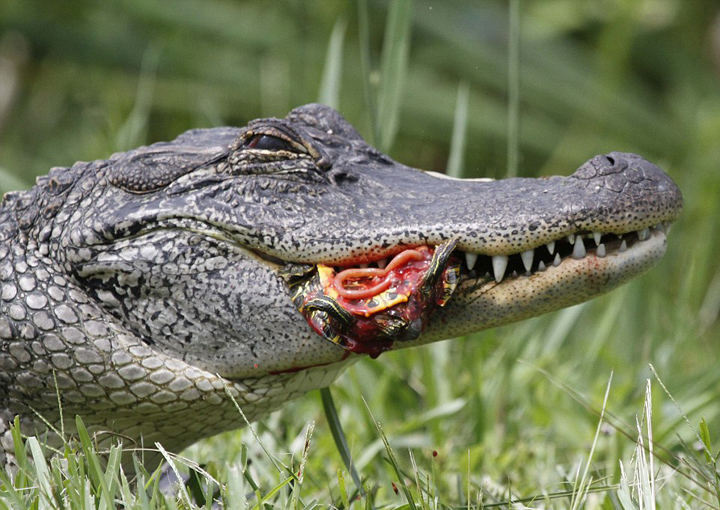 美饥饿短吻鳄吞食乌龟和蛇 场面血腥