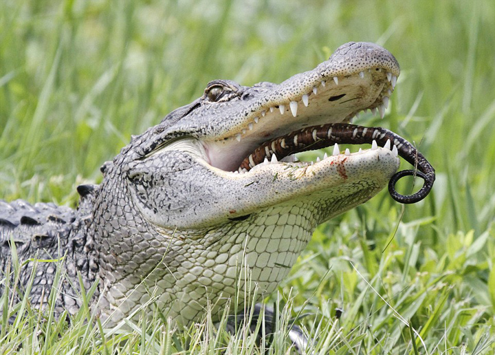 美饥饿短吻鳄吞食乌龟和蛇 场面血腥