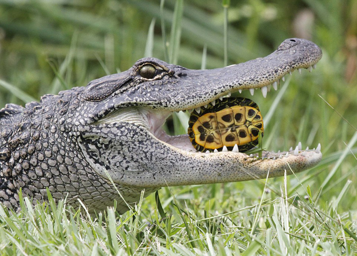 美饥饿短吻鳄吞食乌龟和蛇 场面血腥