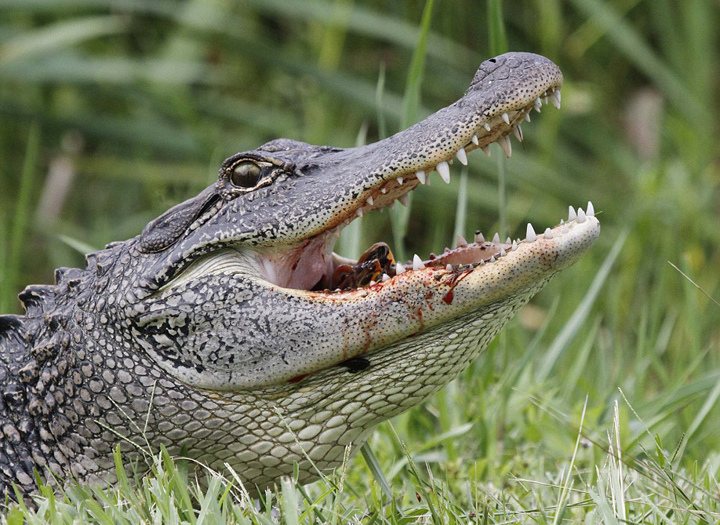 美饥饿短吻鳄吞食乌龟和蛇 场面血腥