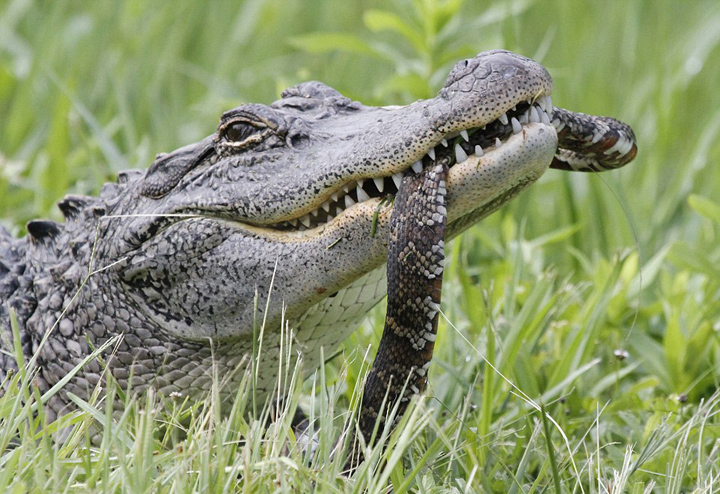 美饥饿短吻鳄吞食乌龟和蛇 场面血腥