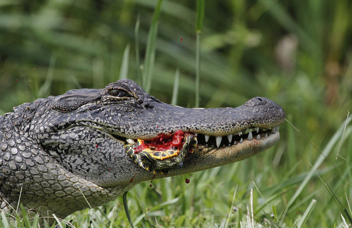 美饥饿短吻鳄吞食乌龟和蛇 场面血腥