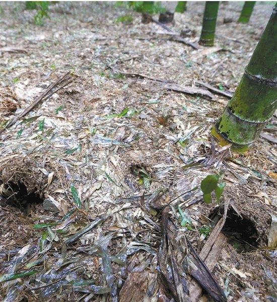 杭州200亩竹园遭市民乱挖笋现场如被炮轰（图）