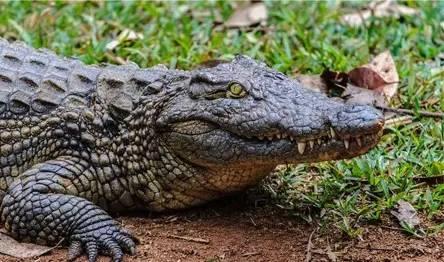 最恐怖的15大人类杀手：第一竟然是蚊子