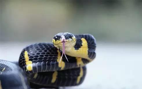 最恐怖的15大人类杀手：第一竟然是蚊子