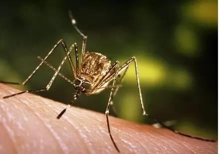最恐怖的15大人类杀手：第一竟然是蚊子