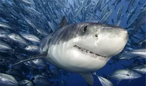 最恐怖的15大人类杀手：第一竟然是蚊子