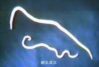 最恐怖的15大人类杀手：第一竟然是蚊子