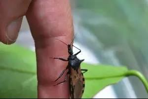 最恐怖的15大人类杀手：第一竟然是蚊子