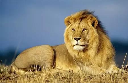 最恐怖的15大人类杀手：第一竟然是蚊子