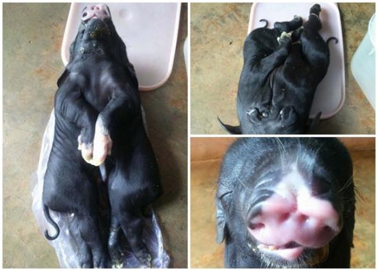 越南一母猪产下怪异小猪：一头二身 4个鼻孔