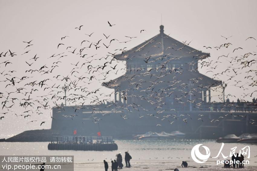 青岛栈桥上万海鸥摆“密集阵”场面壮观
