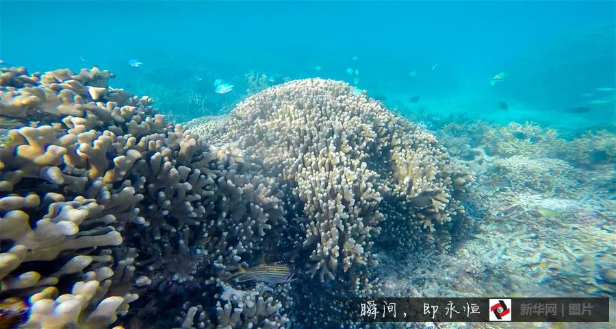 （生态）（1）瑰丽多姿的海底三沙