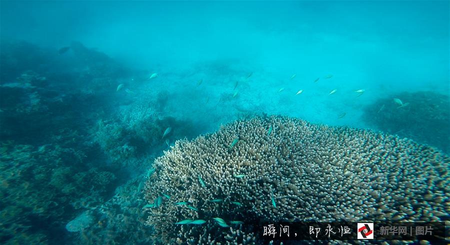 （晚报）（5）瑰丽多姿的海底三沙