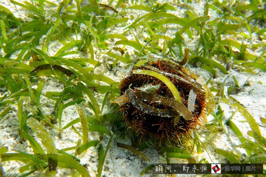 （晚报）（3）瑰丽多姿的海底三沙