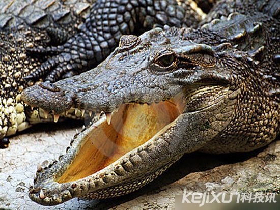 全球十大动物杀手:鲨鱼居然排名垫底(7)-千龙网