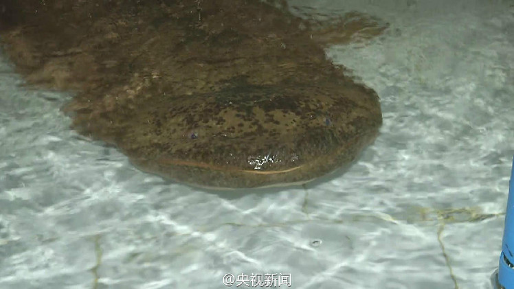 重庆市一溶洞内发现一条巨形野生娃娃鱼