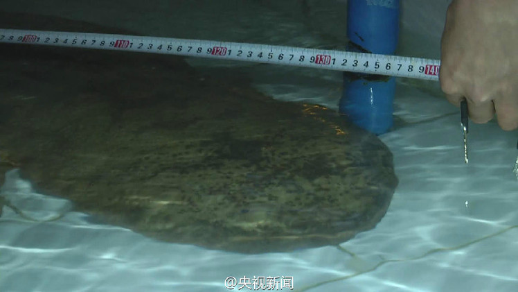 重庆市一溶洞内发现一条巨形野生娃娃鱼