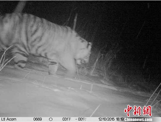 吉林延边天桥岭林区首次拍摄到野生东北虎(图)