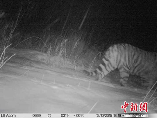 吉林延边天桥岭林区首次拍摄到野生东北虎(图)