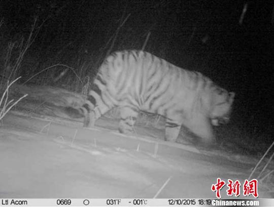 吉林延边天桥岭林区首次拍摄到野生东北虎(图)