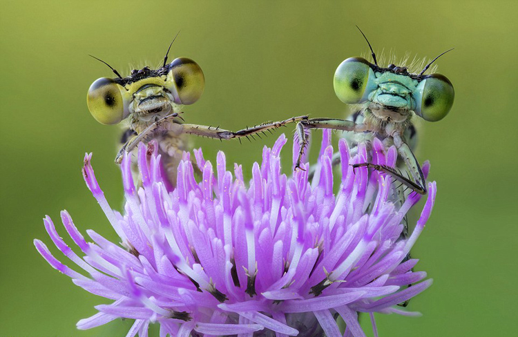意大利摄影师清晨拍蜻蜓瞪眼萌照-千龙网·中