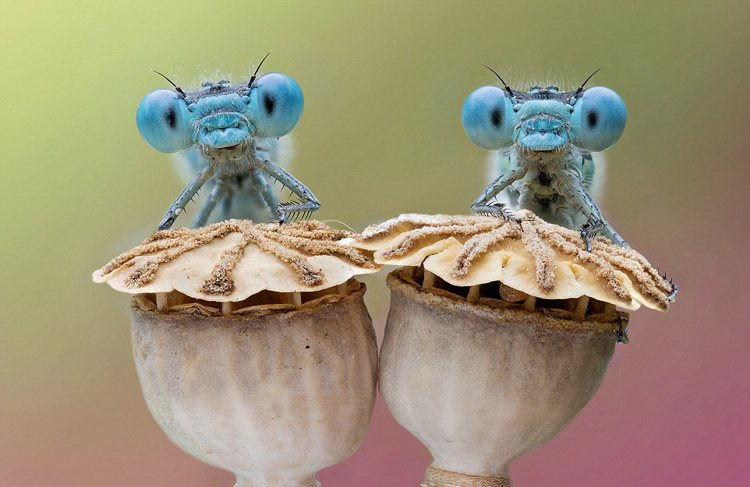 意大利摄影师清晨拍蜻蜓瞪眼萌照(5)-千龙网·