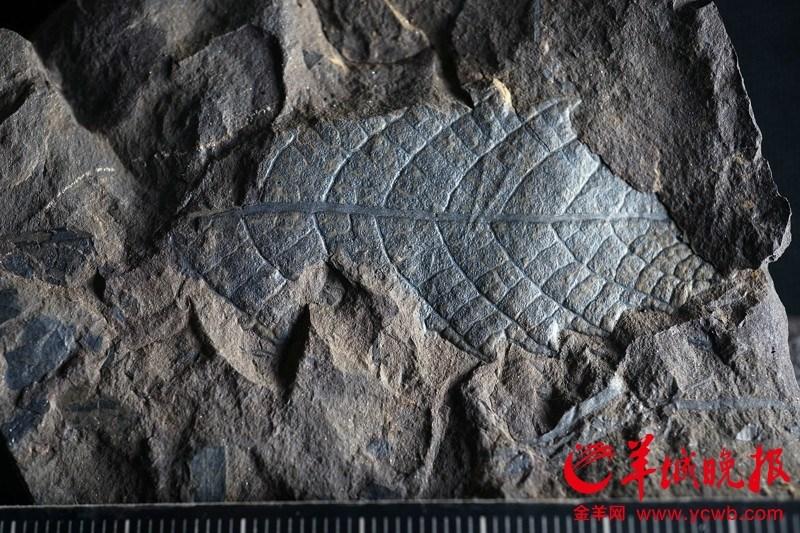 广州发现亿年古生物化石 不少已被烧成砖