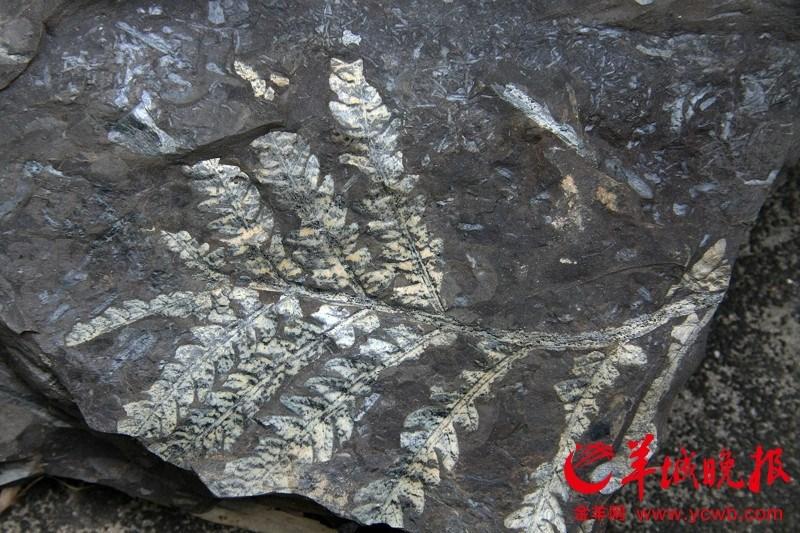 广州发现亿年古生物化石 不少已被烧成砖