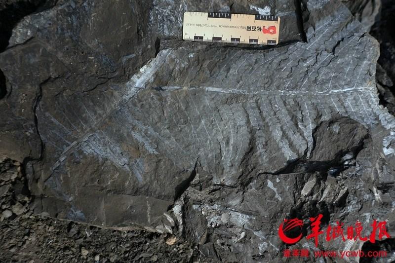广州发现亿年古生物化石 不少已被烧成砖