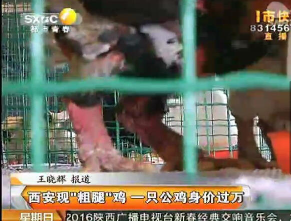 长安区养殖场出现罕见鸡 粗腿公鸡身价一万五