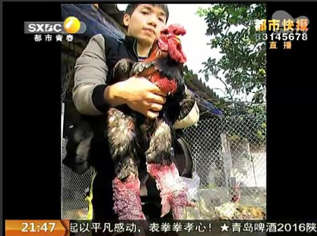 长安区养殖场出现罕见鸡 粗腿公鸡身价一万五