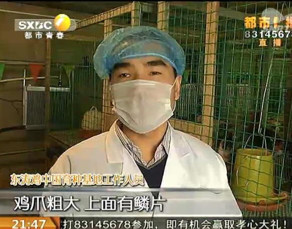 长安区养殖场出现罕见鸡 粗腿公鸡身价一万五