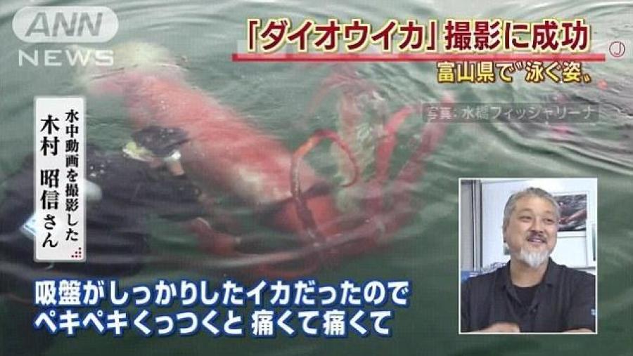 日本富山港湾现体长约4米巨型乌贼