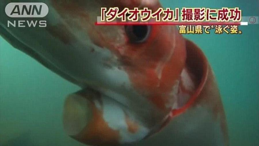 日本富山港湾现体长约4米巨型乌贼