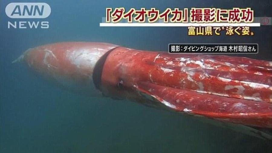 日本富山港湾现体长约4米巨型乌贼