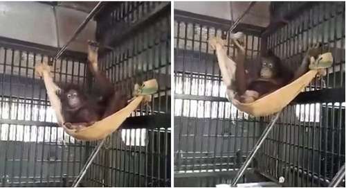 猩猩自制吊床