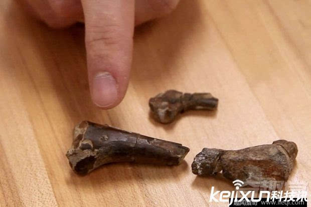 十大恐龙“新种”盘点 偷蛋摇尾求爱无奇不有