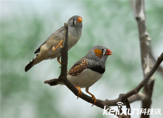 动物同性恋:由父亲养大的珍珠鸟更易同性恋(3