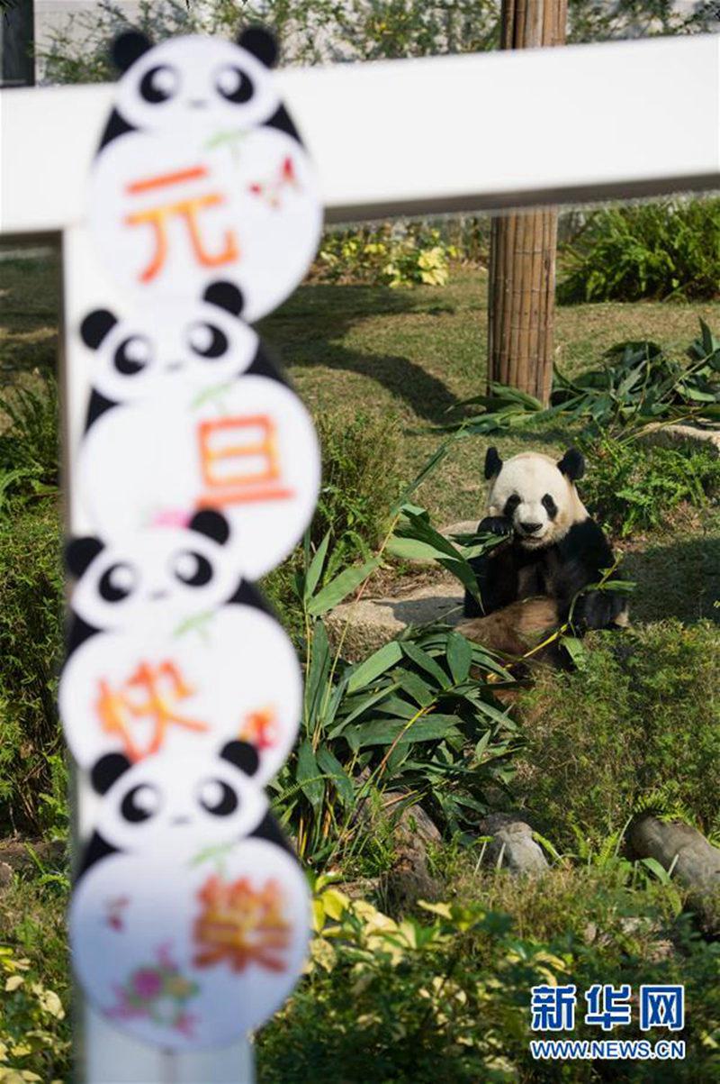  大熊猫“开开”在进食（2015年12月31日摄）。新华社记者张金加摄