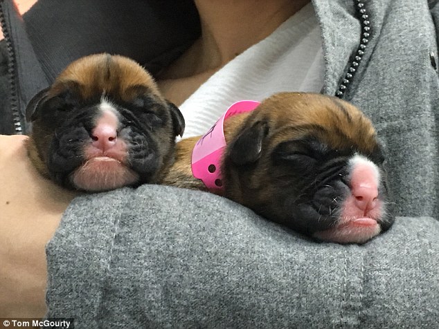 英国夫妇67万元赴韩克隆亡犬