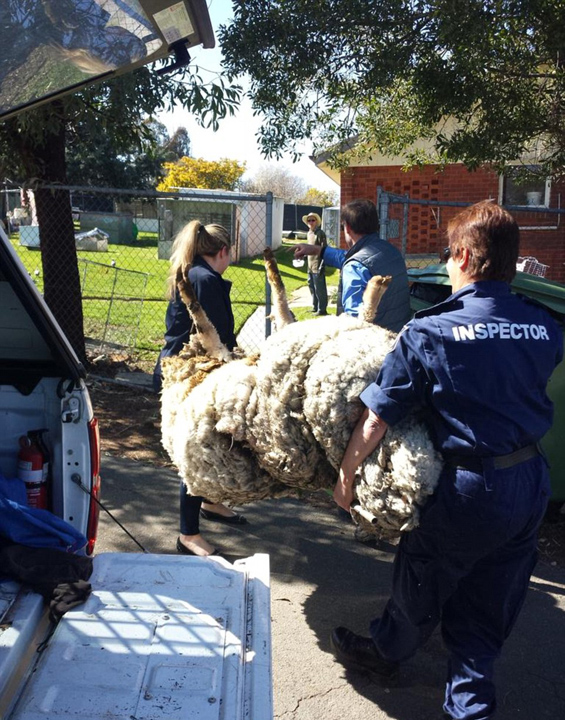 澳母羊六年未剪毛积累重达44斤羊毛