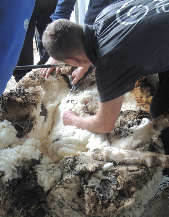 澳母羊六年未剪毛积累重达44斤羊毛