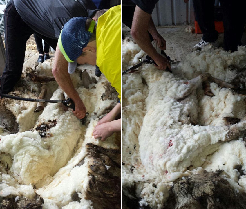 澳母羊六年未剪毛积累重达44斤羊毛