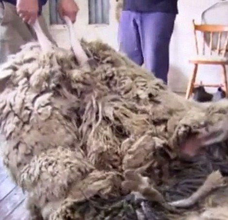 澳母羊六年未剪毛积累重达44斤羊毛