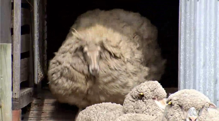 澳母羊六年未剪毛积累重达44斤羊毛