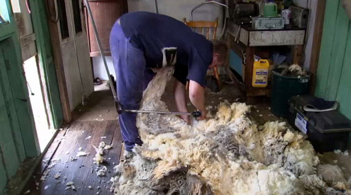 澳母羊六年未剪毛积累重达44斤羊毛